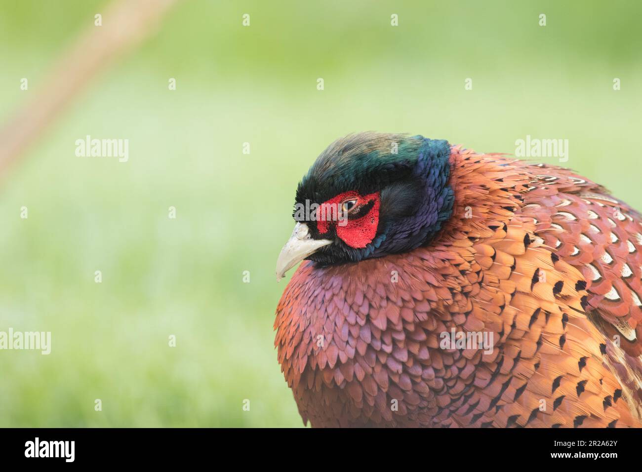 Faisan mâle dans la réserve naturelle de High Batts, North Yorkshire Banque D'Images