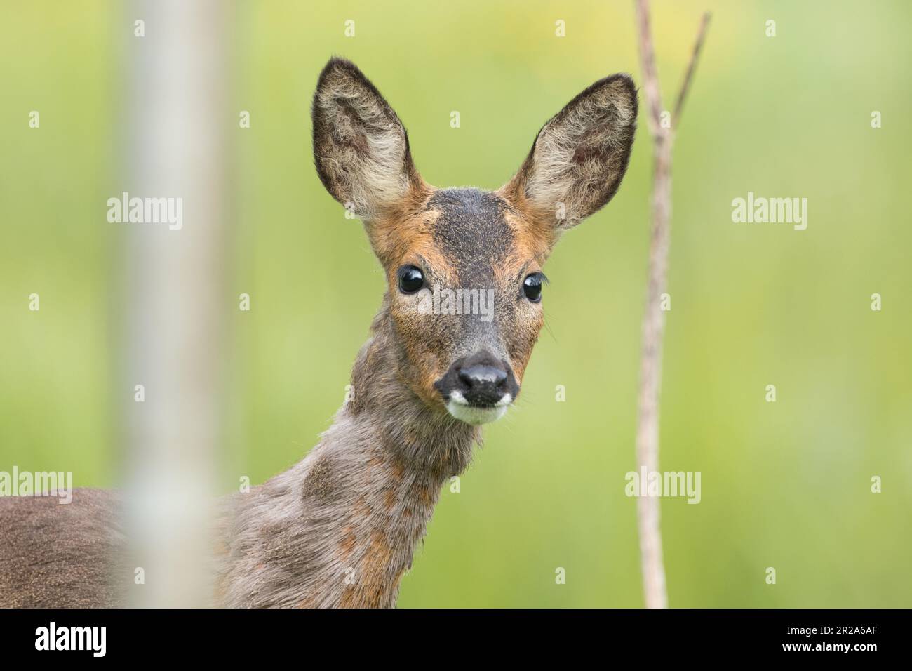 Cerf de Virginie près de la rivière Ure, dans le North Yorkshire Banque D'Images