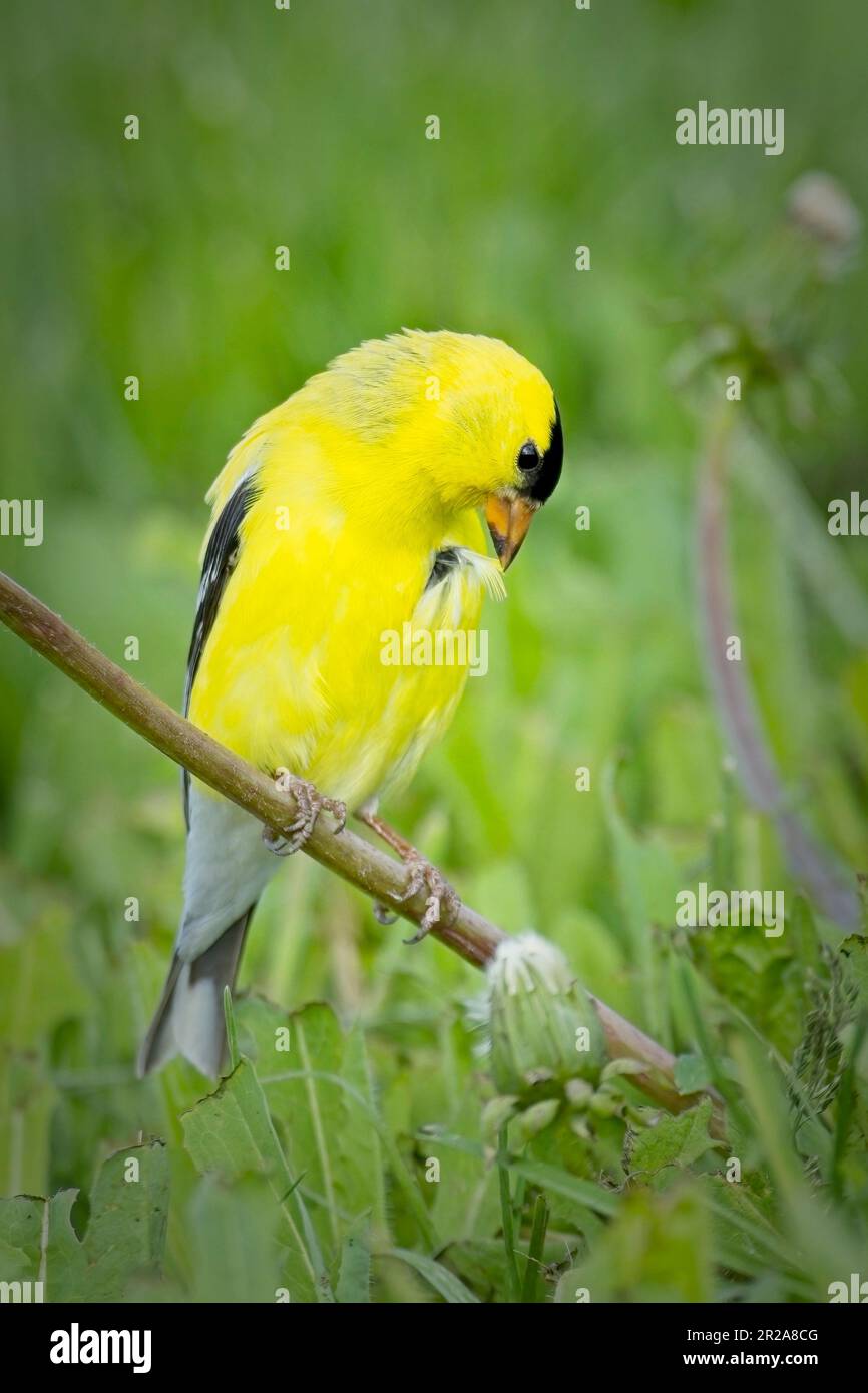 Un adorable petit Goldfinch américain tire sur une plume sur sa poitrine tout en étant perché sur une tige de pissenlit dans l'est de Washington. Banque D'Images