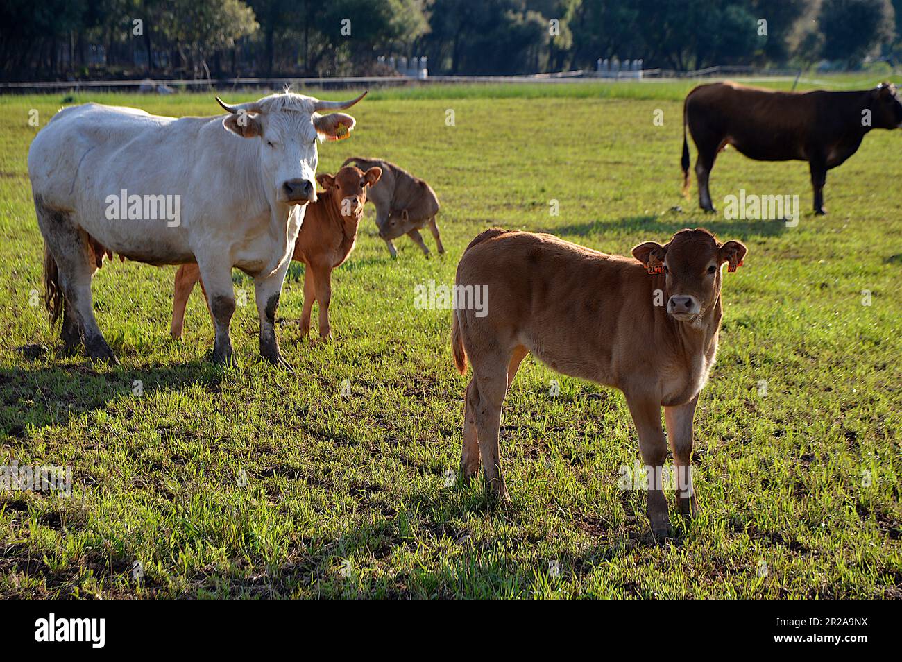 Vache Banque D'Images