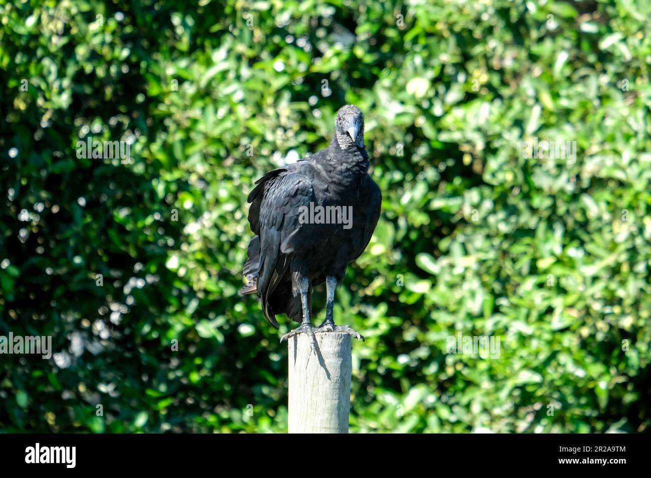 Gros plan de la vautour noire de la charpene urubu debout sur la branche avec des feuilles vertes isolées arrière-plan de l'arbre. Banque D'Images