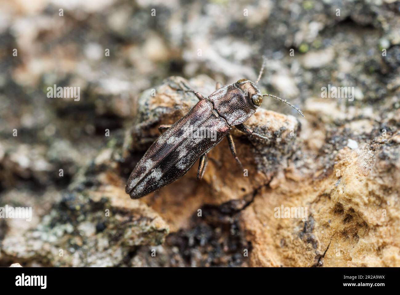 Beetle à bois métallique (Agrilus lecontei) Banque D'Images