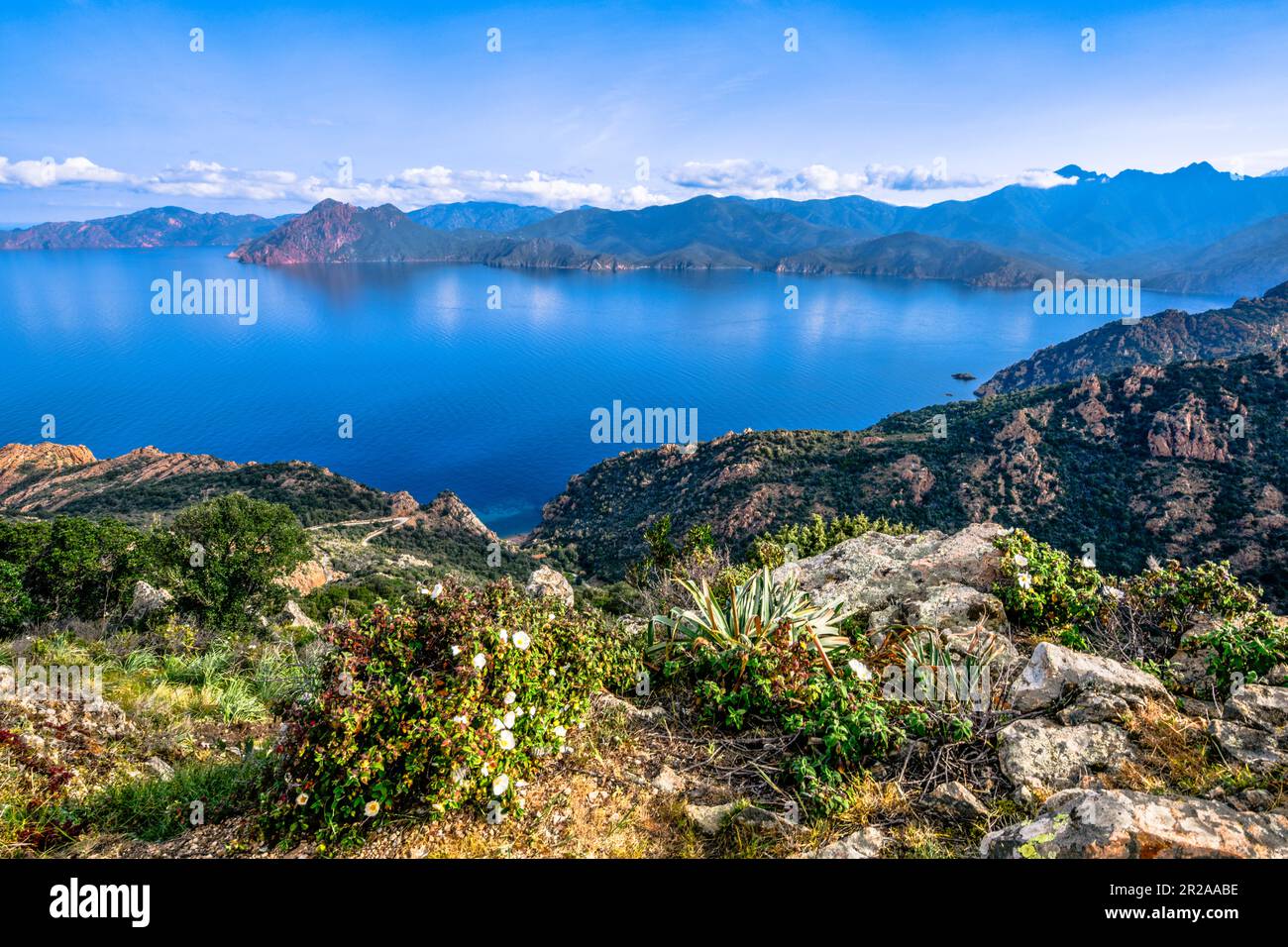 Fleurs en face du Golfe de Porto, Corse Banque D'Images