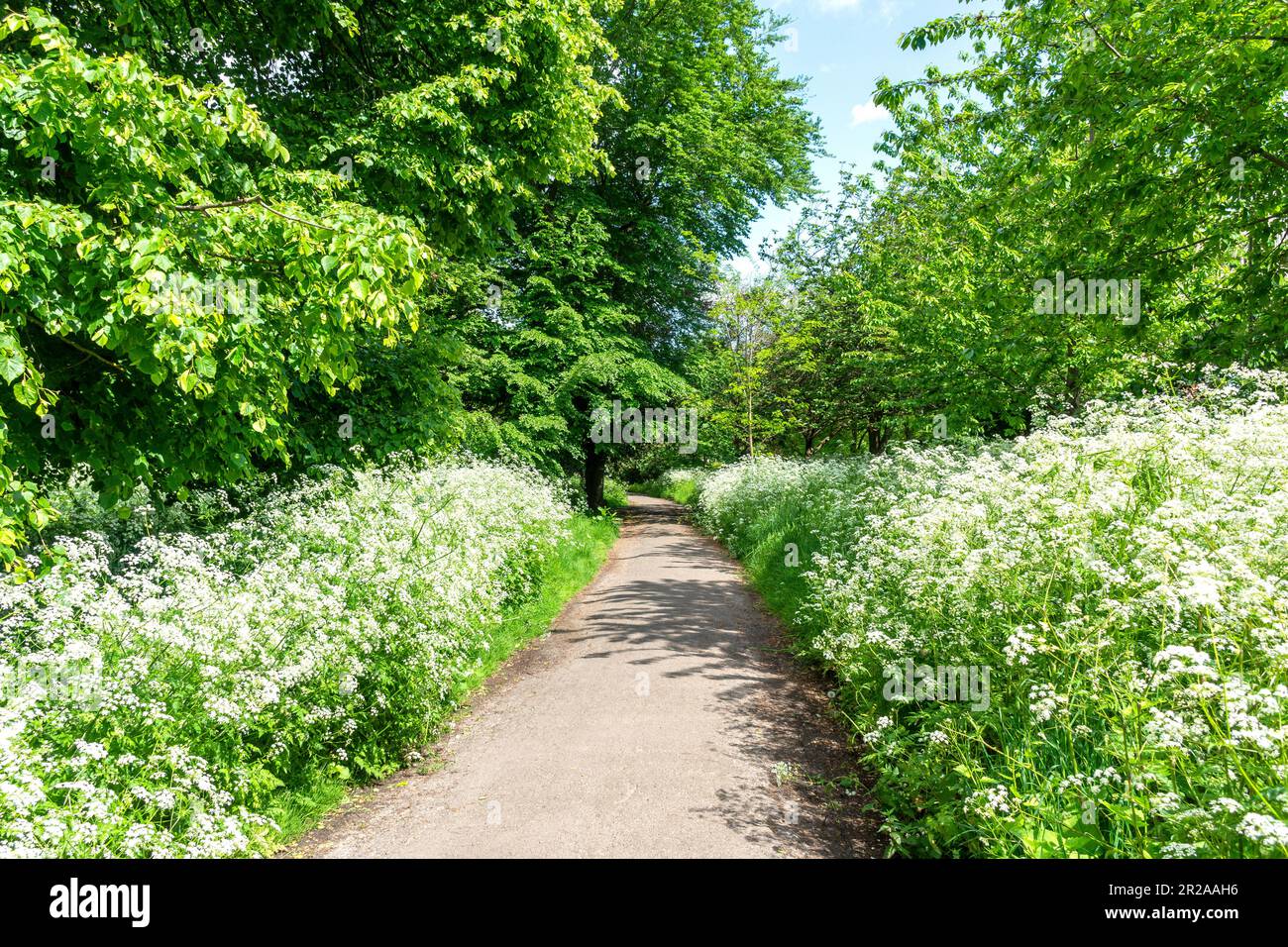 Chemin étroit à travers Gunnersbury Park, Gunnersbury, Royal Borough of Kensington & Chelsea, Greater London, Angleterre, Royaume-Uni Banque D'Images