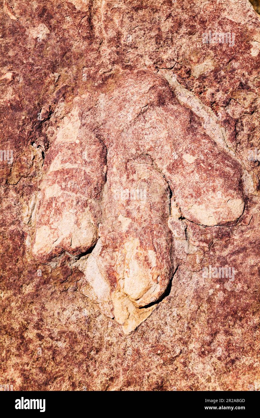 Dilosaurus ; empreintes de pied de dinosaure dans un grès ancien ; exposées au Carl Hayden Visitor Center ; Glen Canyon Dam ; page ; Arizona ; États-Unis Banque D'Images