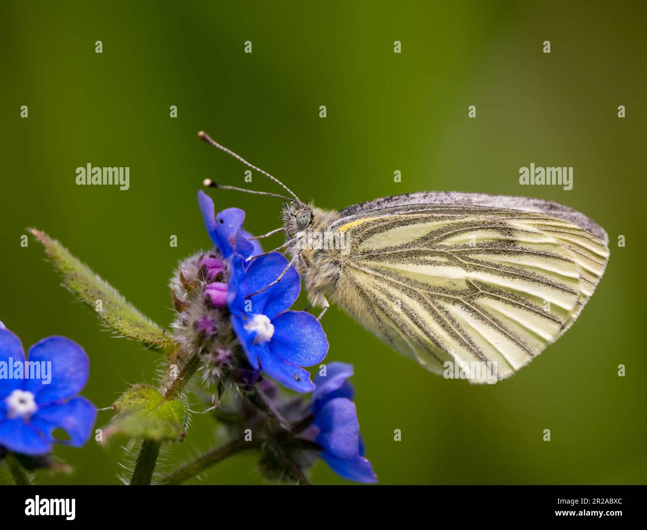 Green-veined White Feeding on Wood Forget-me-Not Banque D'Images