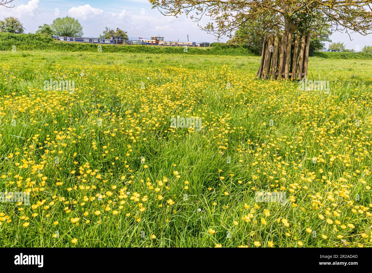 Butterbutterbups de printemps en fleur sur les rives du canal Gloucester & Sharpness à Frampton sur Severn, Gloucestershire, Angleterre Banque D'Images