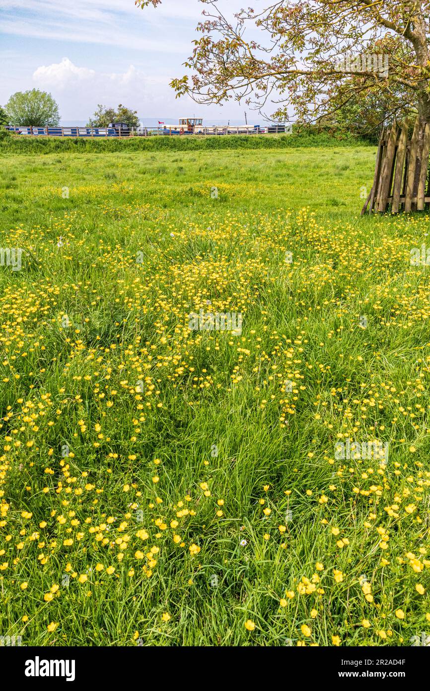 Butterbutterbups de printemps en fleur sur les rives du canal Gloucester & Sharpness à Frampton sur Severn, Gloucestershire, Angleterre Banque D'Images