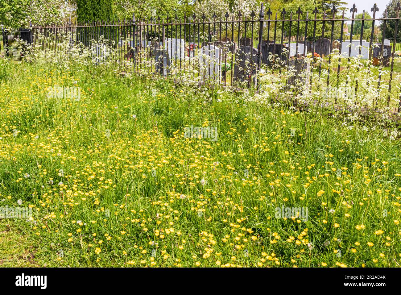 Butterbutterbups de printemps en fleur à côté du chantier naval de Frampton on Severn, Gloucestershire, Angleterre Banque D'Images