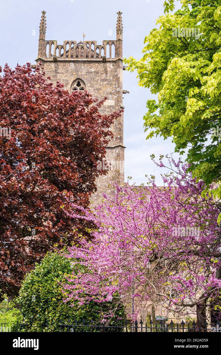 Arbres printaniers à côté de la tour de l'église St Marys dans le village Severnside de Frampton sur Severn, Gloucestershire, Angleterre Banque D'Images
