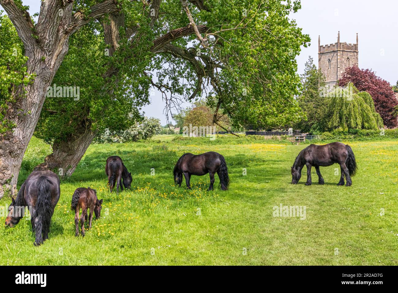 Chevaux et un jeune poulain paître dans un pré à côté de l'église St Marys dans le village Severnside de Frampton sur Severn, Gloucestershire, Angleterre Royaume-Uni Banque D'Images