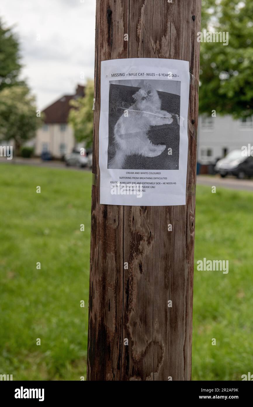 Affiche de chat manquante à Harrow - Une affiche de chat perdue sur un poteau de télégraphe en U.K. Banque D'Images