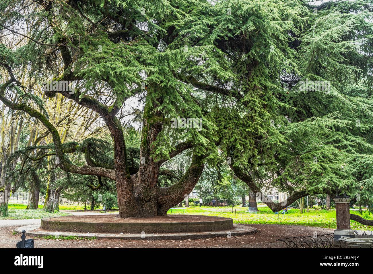 Cèdre du Liban, arbre monumental dans le parc du peuple, jardins publics de Reggio Emilia. Reggio Emilia, Emilie Romagne, Italie, Europe Banque D'Images