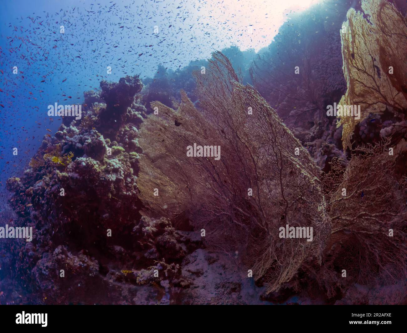 Ventilateurs géants de la mer gorgonienne (Subergorgia hicksoni) dans la mer Rouge, Égypte Banque D'Images