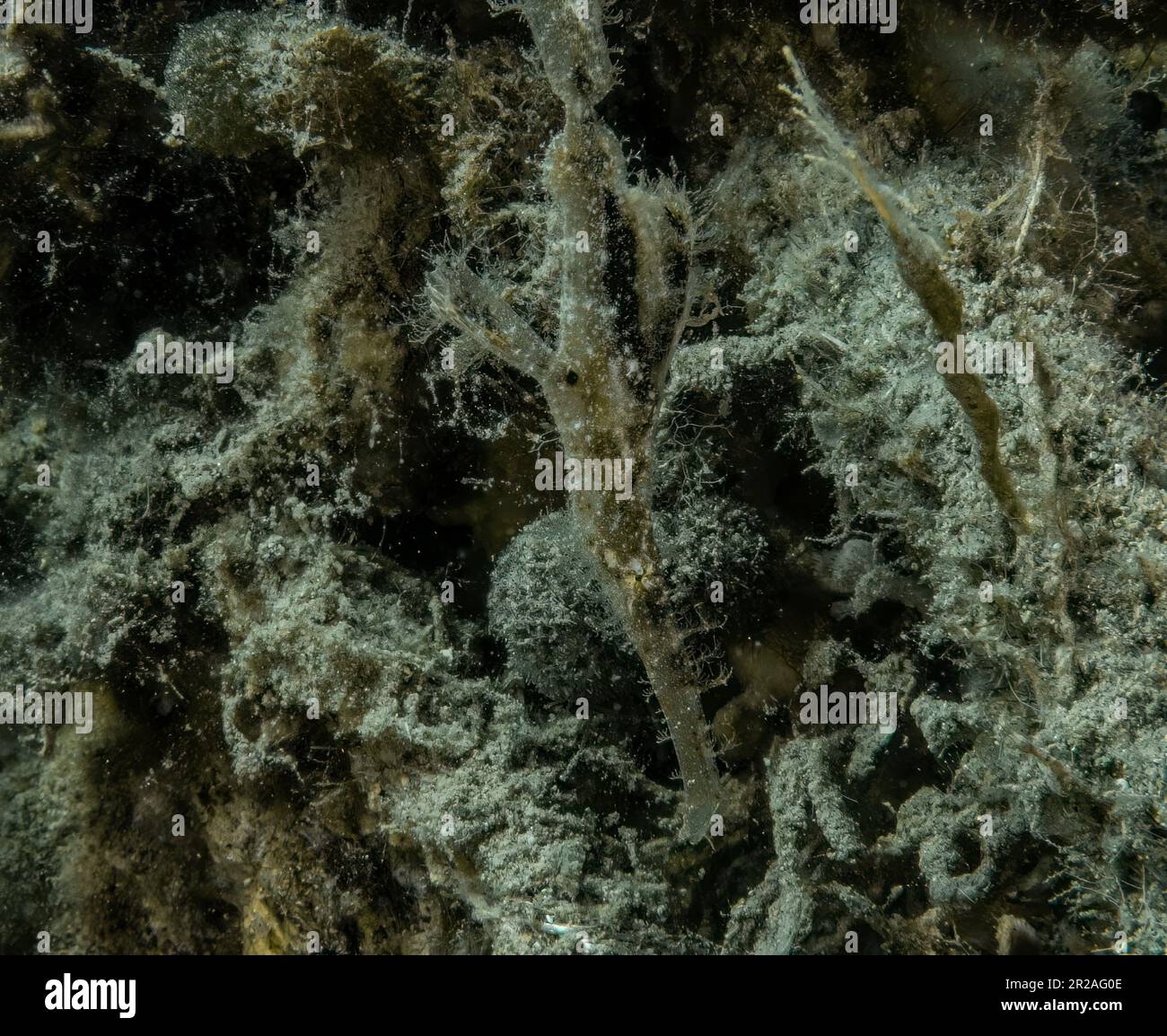 Une espèce de poisson-pipe fantôme de Roughsnout (Solenostomus paegnius) dans la mer Rouge, en Égypte Banque D'Images