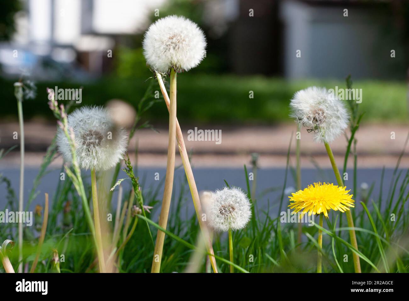 Londres, Royaume-Uni, 18 mai 2023 : le Conseil de Lambeth, dans le sud de Londres, a un programme d'essai où certaines verges sur les « routes des abeilles » ne sont pas mown. Cela permet aux fleurs et aux plantes sauvages de croître, de fournir de la nourriture aux insectes et de stimuler la biodiversité. Le jardinier Alan Titchmarsh a critiqué les efforts de flétrissement, mais les espaces verts urbains peuvent être essentiels pour protéger les insectes contre la perte d'habitat. Anna Watson/Alay Live News Banque D'Images
