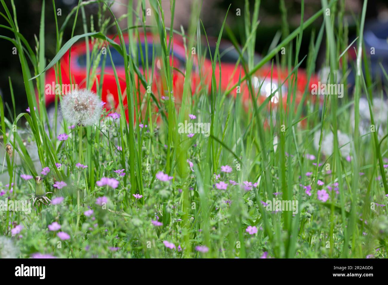 Londres, Royaume-Uni, 18 mai 2023 : le Conseil de Lambeth, dans le sud de Londres, a un programme d'essai où certaines verges sur les « routes des abeilles » ne sont pas mown. Cela permet aux fleurs et aux plantes sauvages de croître, de fournir de la nourriture aux insectes et de stimuler la biodiversité. Le jardinier Alan Titchmarsh a critiqué les efforts de flétrissement, mais les espaces verts urbains peuvent être essentiels pour protéger les insectes contre la perte d'habitat. Anna Watson/Alay Live News Banque D'Images
