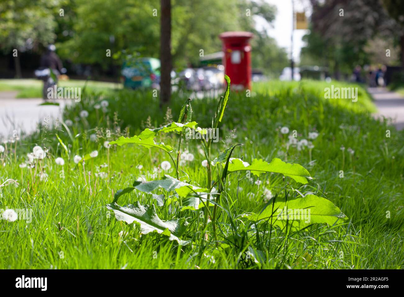 Londres, Royaume-Uni, 18 mai 2023 : le Conseil de Lambeth, dans le sud de Londres, a un programme d'essai où certaines verges sur les « routes des abeilles » ne sont pas mown. Cela permet aux fleurs et aux plantes sauvages de croître, de fournir de la nourriture aux insectes et de stimuler la biodiversité. Le jardinier Alan Titchmarsh a critiqué les efforts de flétrissement, mais les espaces verts urbains peuvent être essentiels pour protéger les insectes contre la perte d'habitat. Anna Watson/Alay Live News Banque D'Images