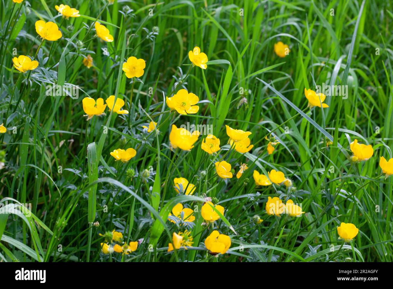 Londres, Royaume-Uni, 18 mai 2023 : le Conseil de Lambeth, dans le sud de Londres, a un programme d'essai où certaines verges sur les « routes des abeilles » ne sont pas mown. Cela permet aux fleurs et aux plantes sauvages de croître, de fournir de la nourriture aux insectes et de stimuler la biodiversité. Le jardinier Alan Titchmarsh a critiqué les efforts de flétrissement, mais les espaces verts urbains peuvent être essentiels pour protéger les insectes contre la perte d'habitat. Anna Watson/Alay Live News Banque D'Images
