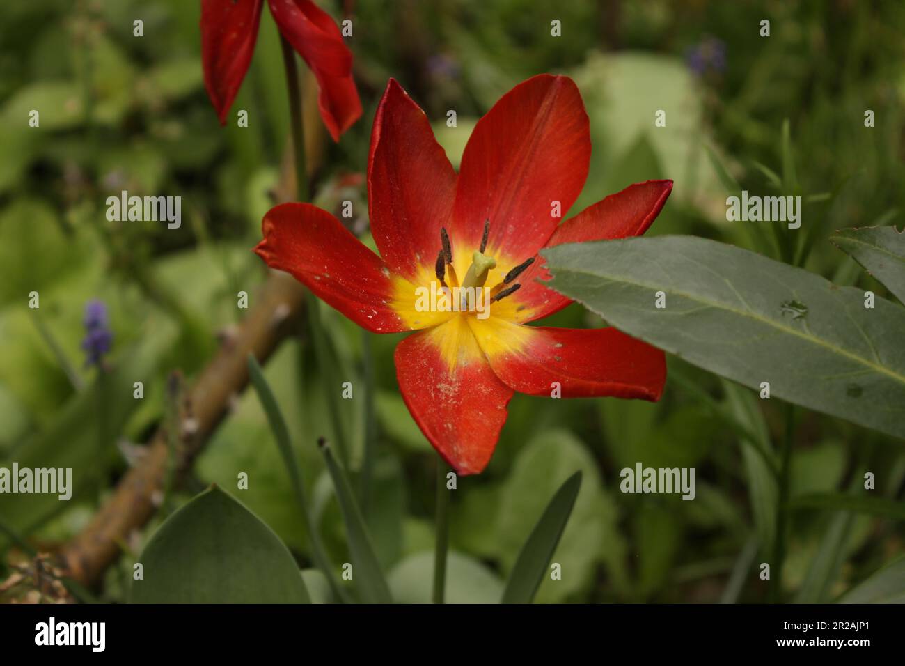 Tulipa suaveolens recouvert de terre pulvérisée par la dernière forte pluie. Commencer lentement à mouler avec un autre échantillon plus loin dans cette progression. Banque D'Images