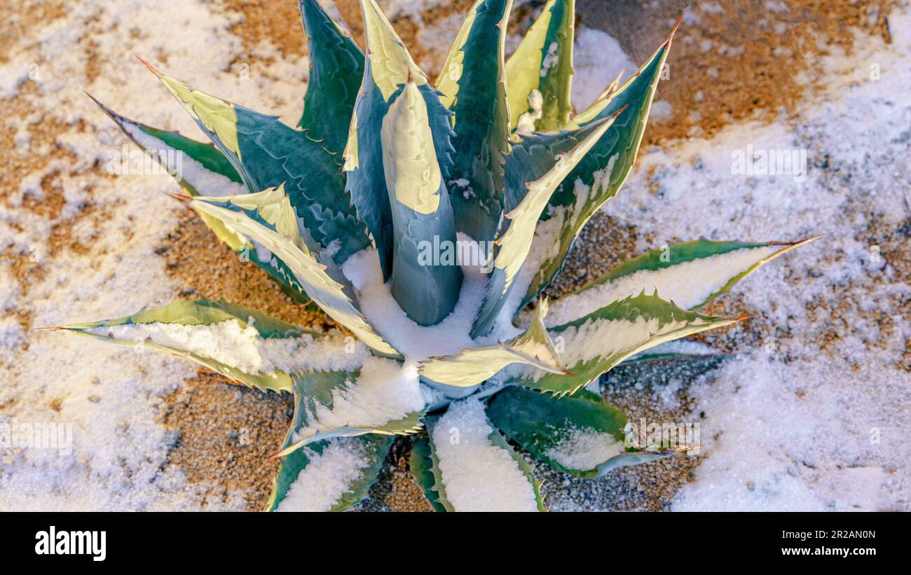 La plante du siècle Havard agave avec de la neige au début de la lumière du soleil Banque D'Images