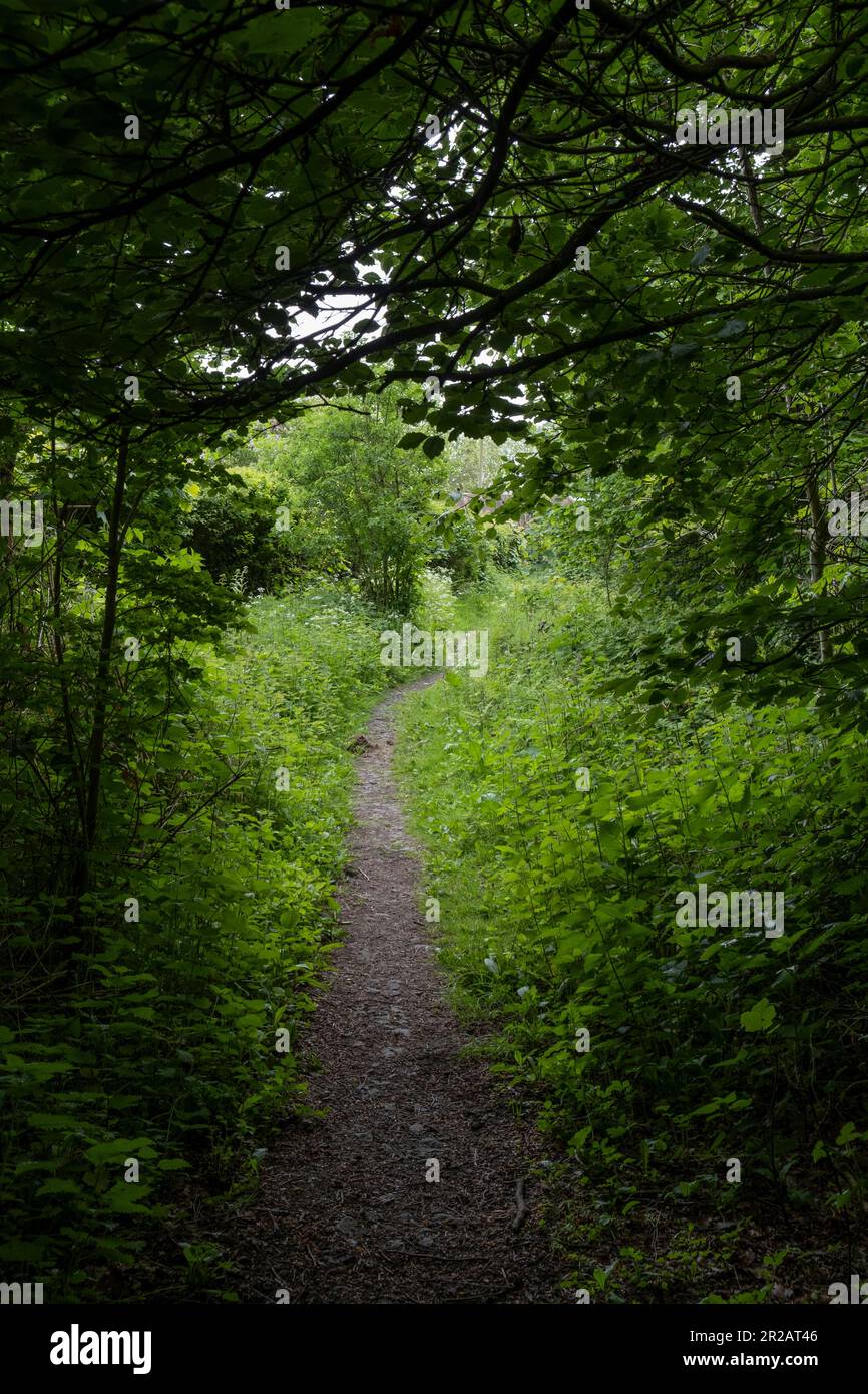 Un sentier étroit serpente à travers les forêts denses et verdoyantes du Worcestershire, en Angleterre. Banque D'Images