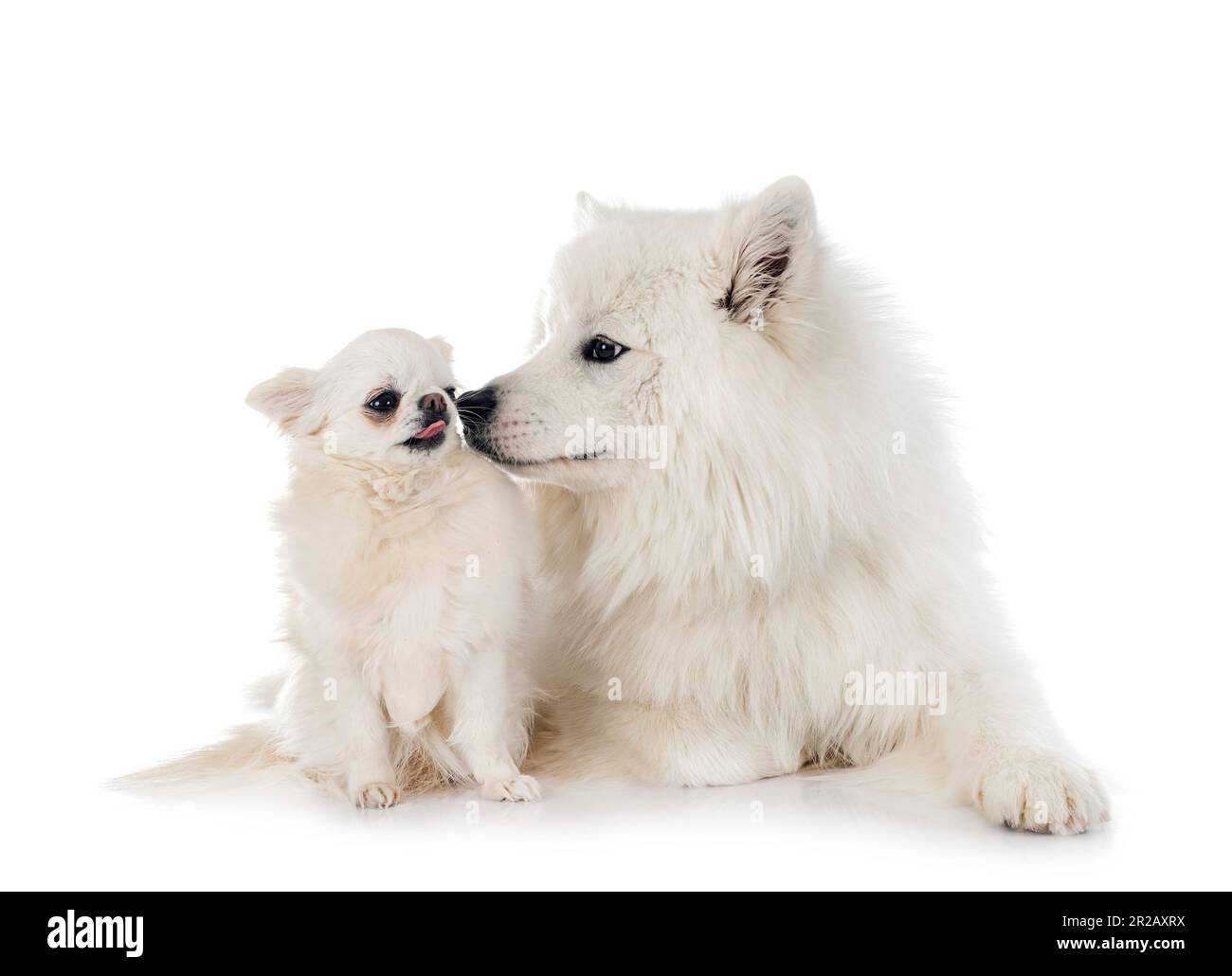 chien samoyed et chihuahua devant un fond blanc Banque D'Images