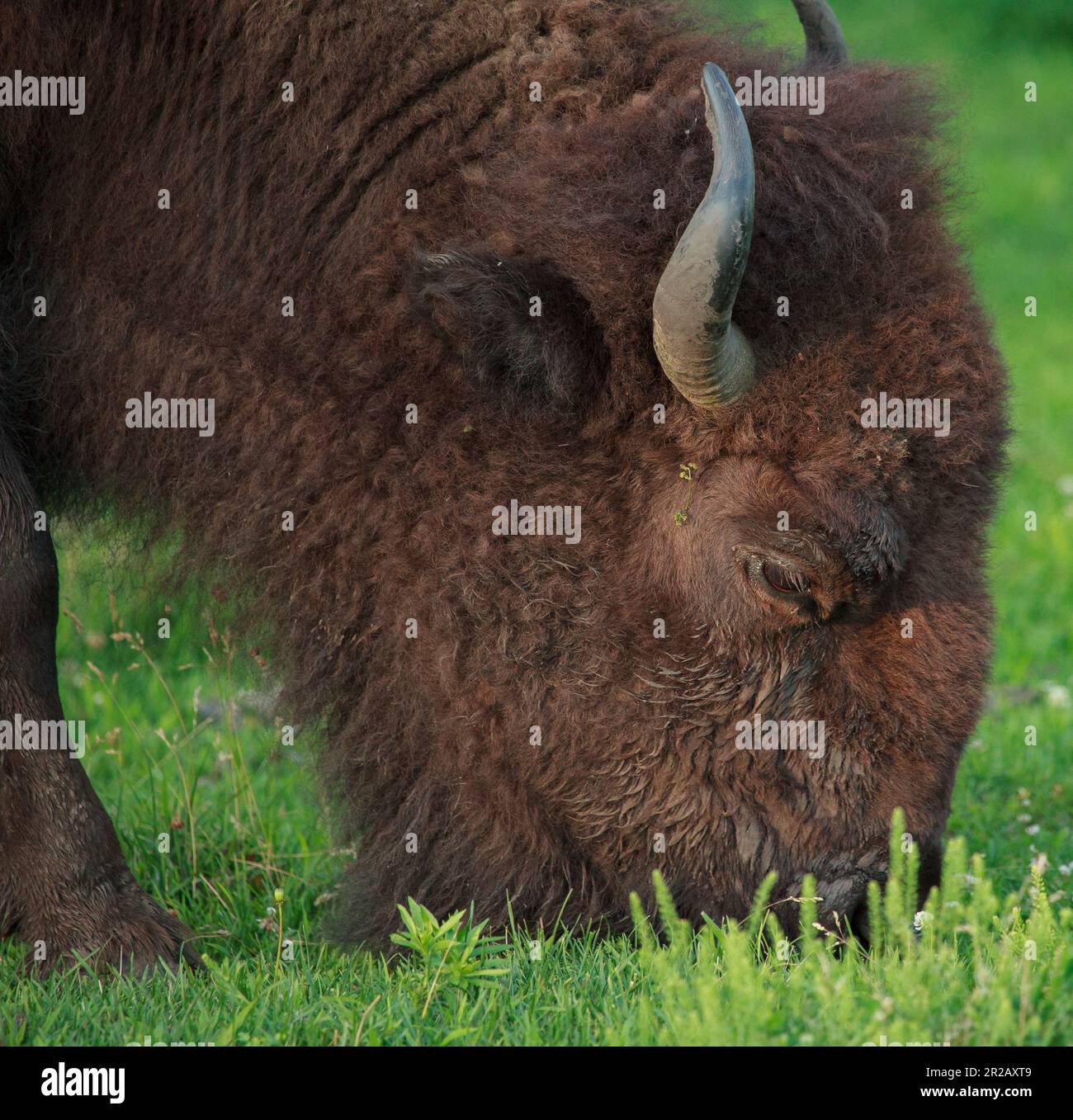 bisons pâturage Banque D'Images