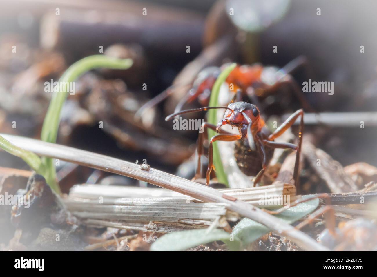 Un fourmi de bois du sud (Formica rufa) défend le nid dans le bois de Hawkcombe, Exmoor, West Somerset Banque D'Images