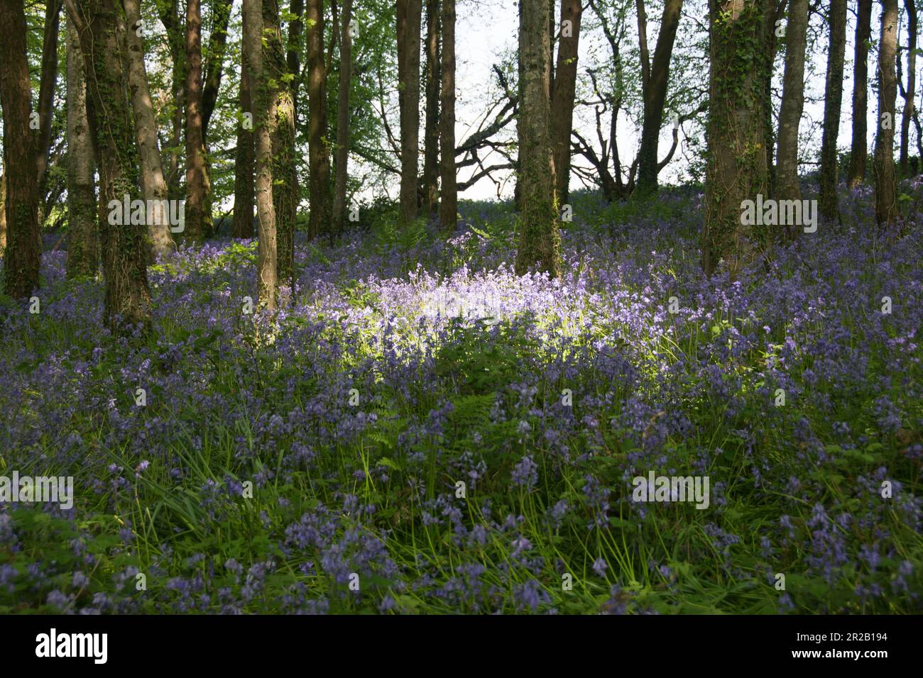 Anglais Bluebelles dans les bois dans le Royaume-Uni Dorset Banque D'Images