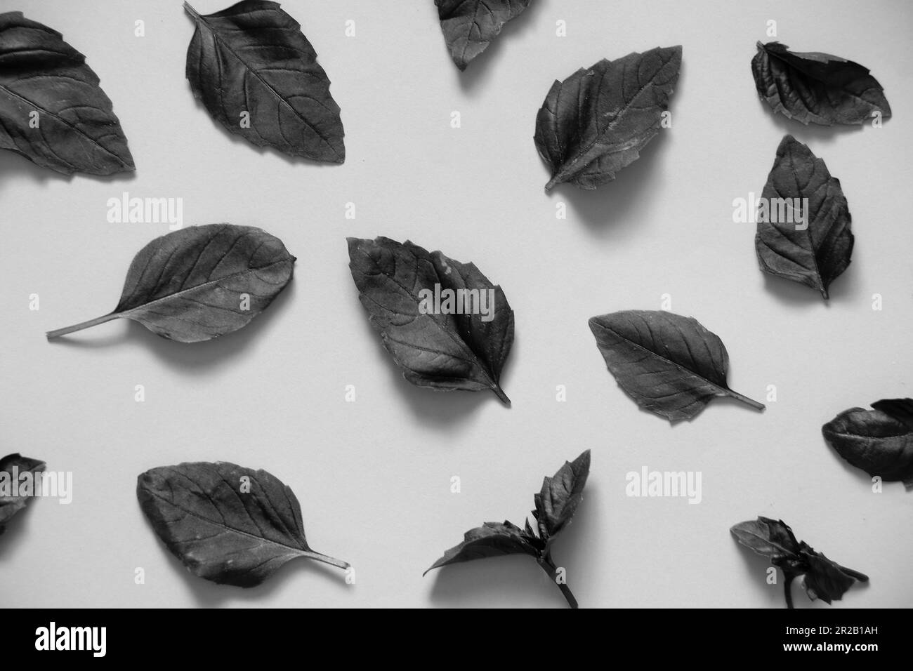 les feuilles de basilic reposent sur un fond isolé Banque D'Images