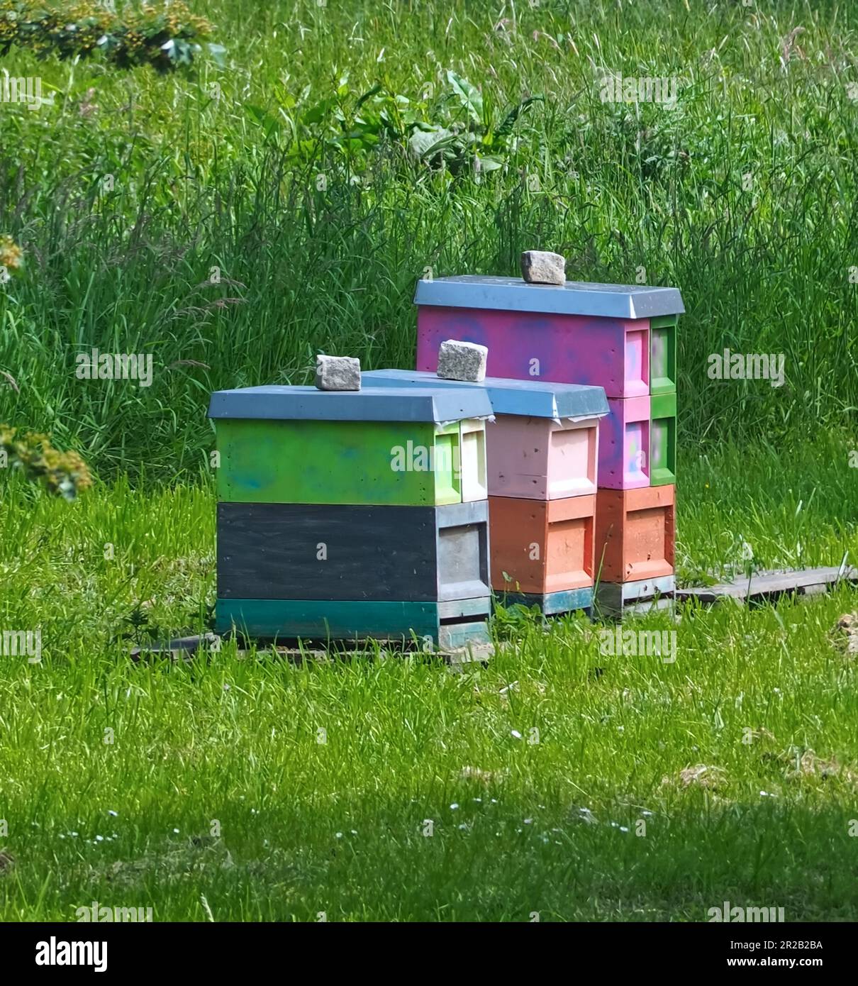 Ruches colorées sur un pré pour les abeilles Banque D'Images