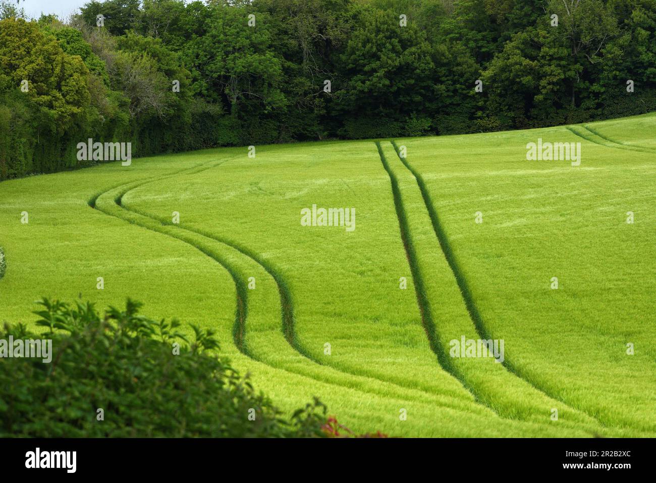 Cultures d'orge de printemps sur les terres agricoles de Dorset Banque D'Images