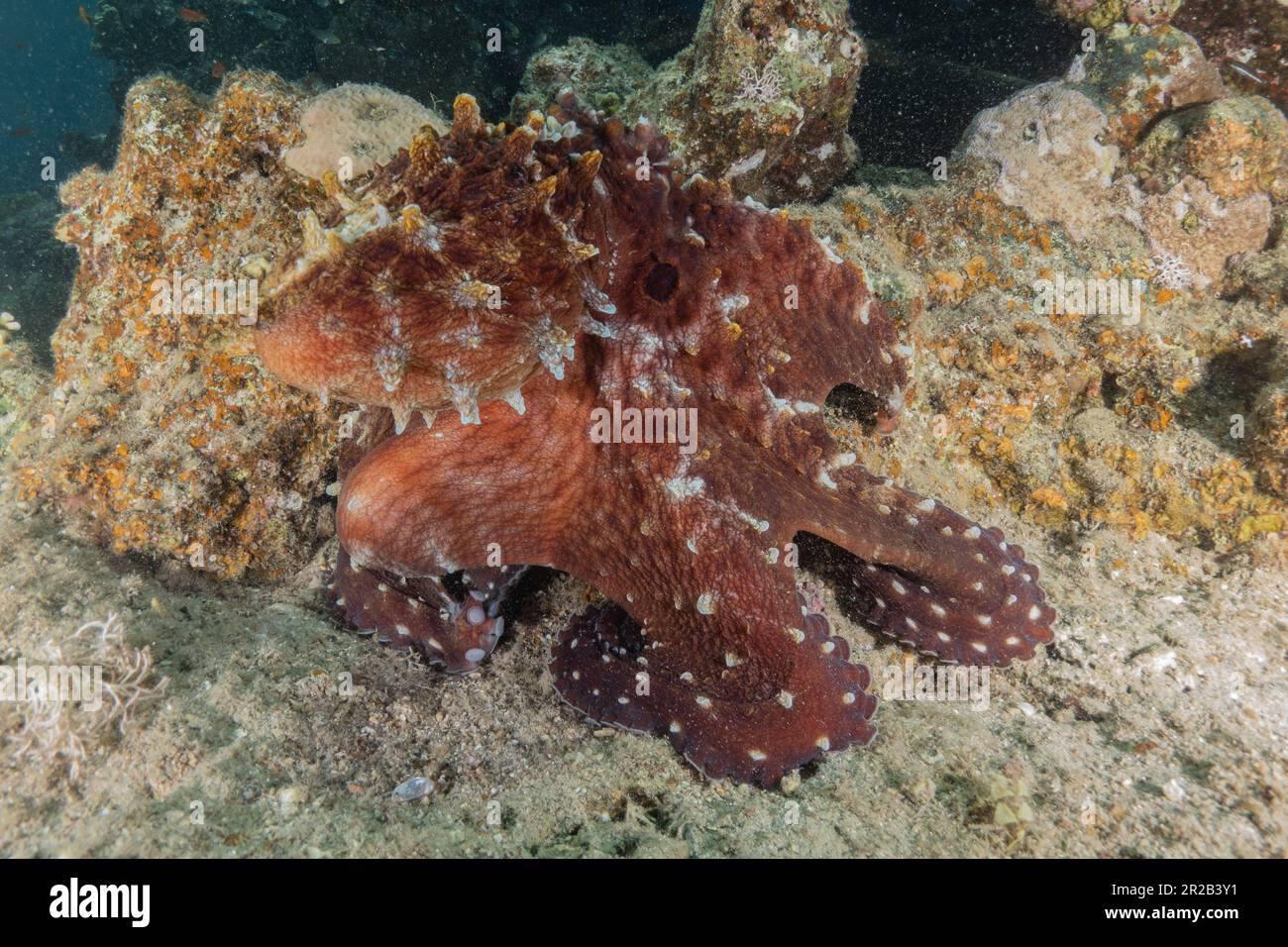 Poulpe, roi du camouflage dans la mer Rouge, Eilat Israël Banque D'Images