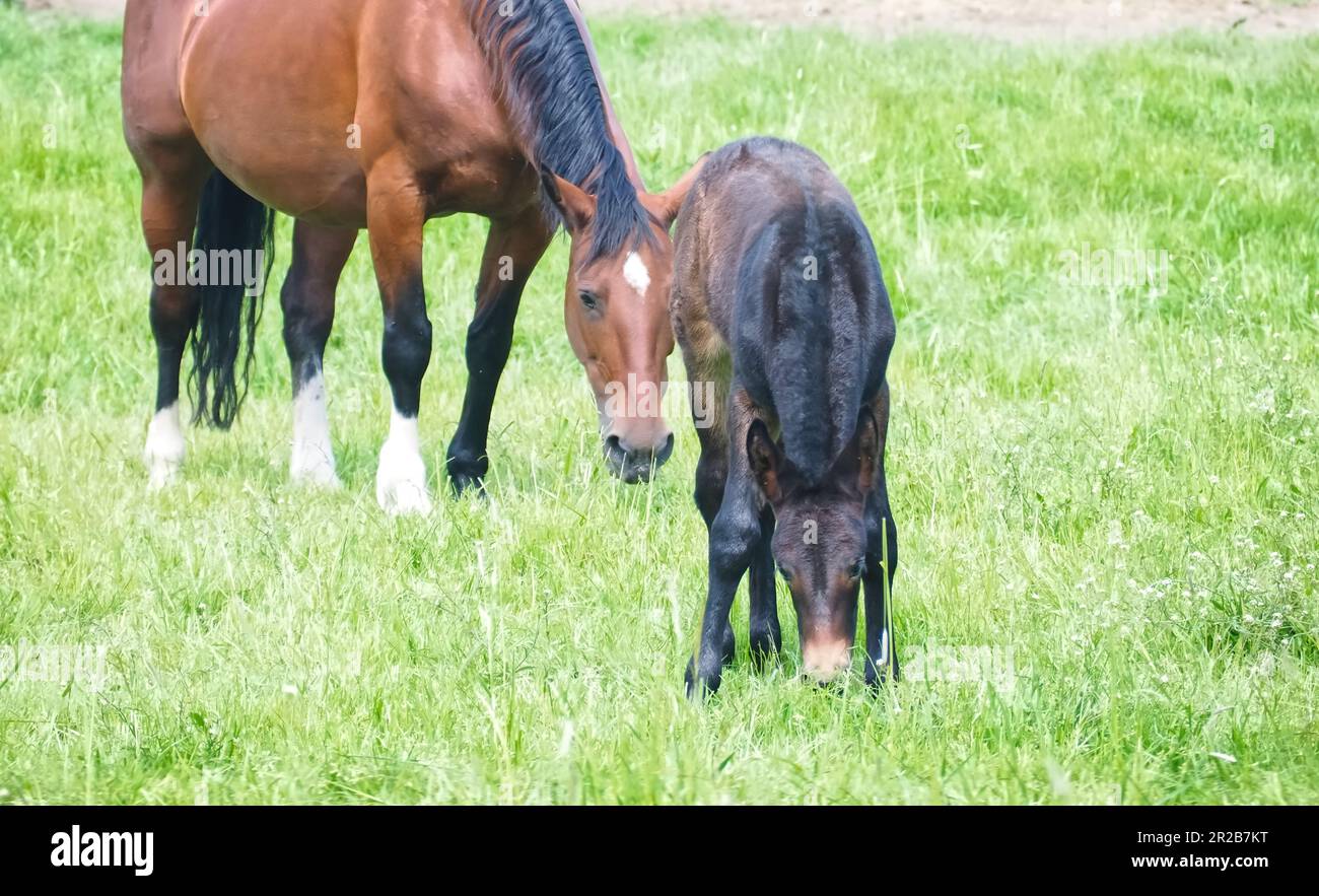 Jument de cheval brun avec un adorable poulain sur un pré Banque D'Images