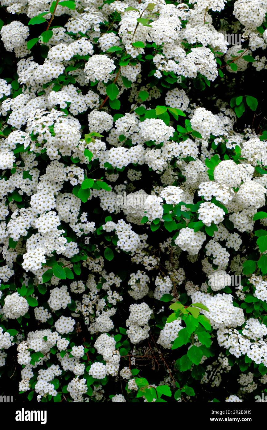 Fleurs magnifiques, fleurs aux couleurs vives et pétales délicats, qui diffusent joie, parfum et ajoute une touche de grâce à la nature à n'importe quel décor. Banque D'Images