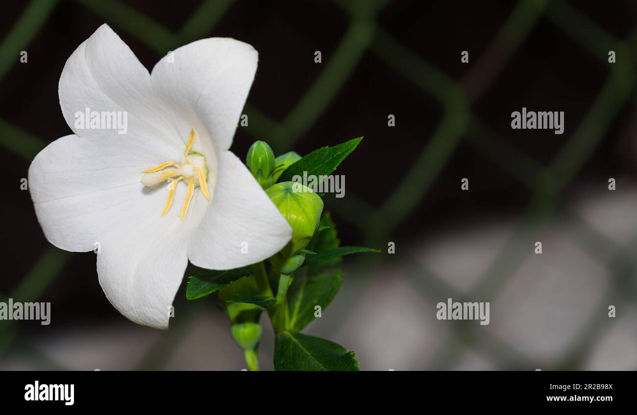 Gros plan une fleur de ballon blanche et des bourgeons verts sur fond de maille métallique. Platycodon grandiflorus. Fleur de bellflower chinoise délicate à la clôture de la grille de jardin. Banque D'Images