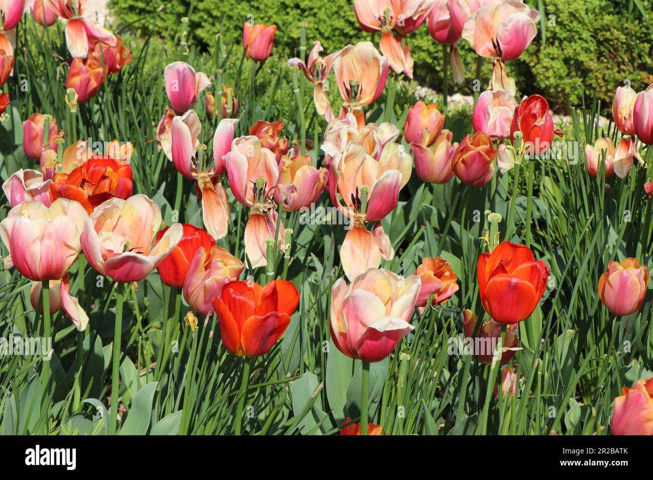 groupe de tulipes roses et rouges, gros plan. Photo de haute qualité Banque D'Images