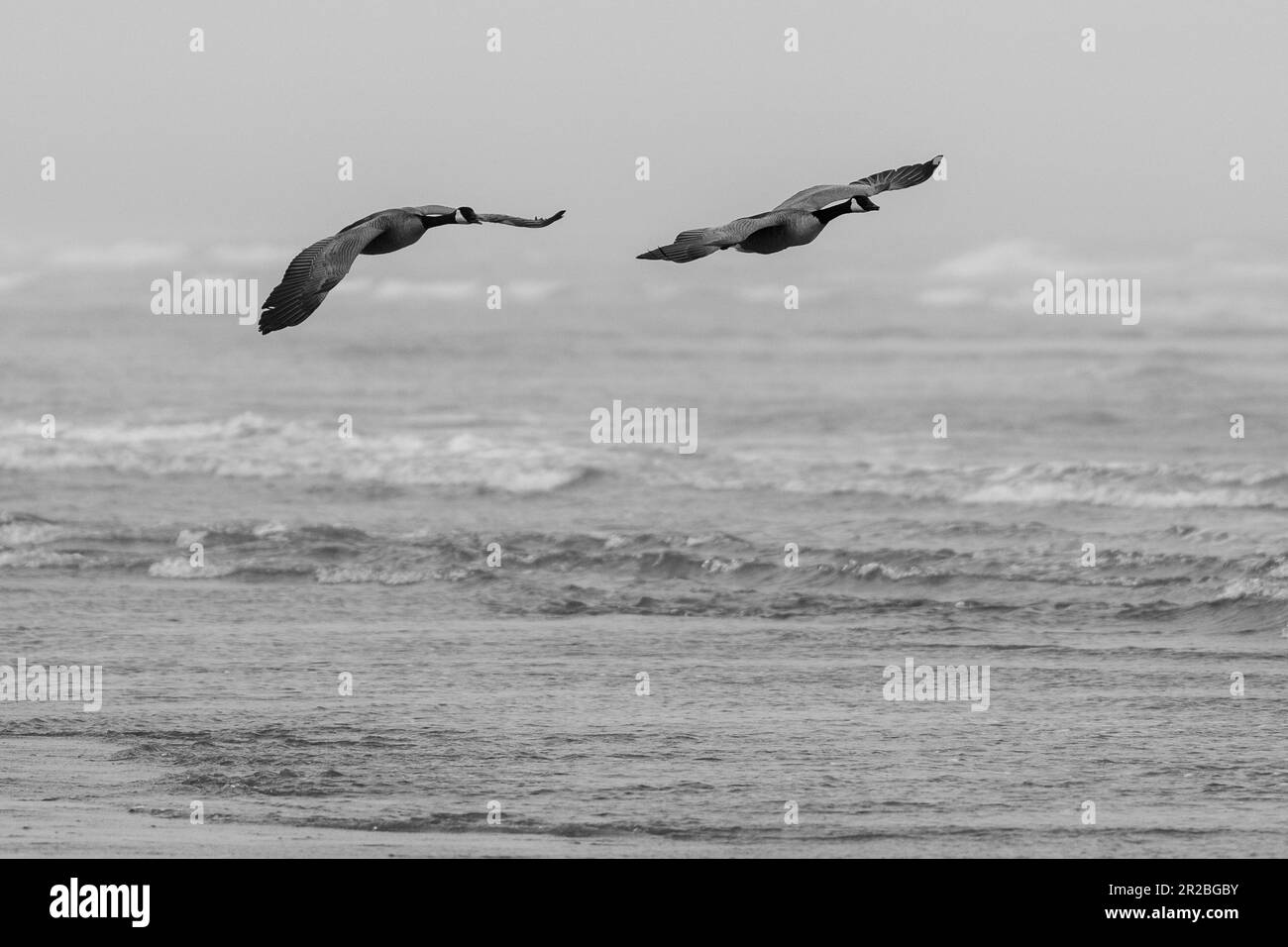 Bernaches du Canada volant au-dessus de l'océan. Crescent Beach, Crescent City, Californie Banque D'Images