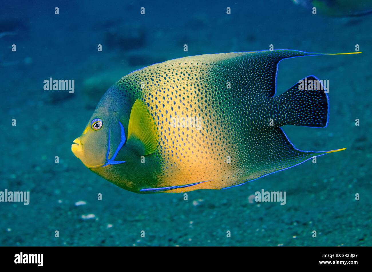 Angefish, Pomacanthus semicircatus, Liberty Wreck Dive site, Tulamben, Karangasem Regency, Bali, Indonésie Banque D'Images