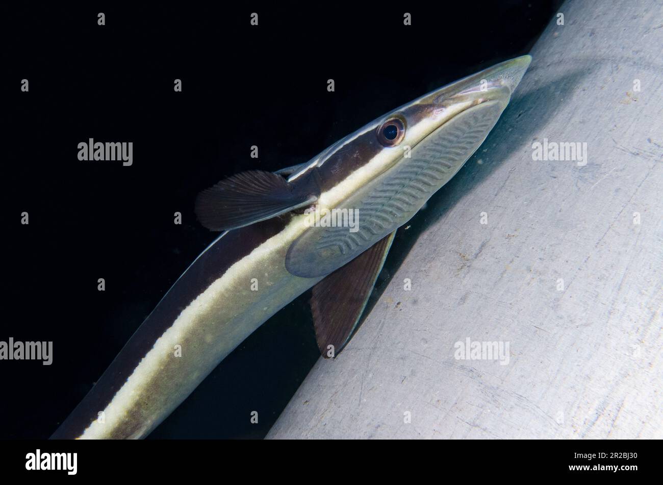 Suckerfish mince, Echeneis naucrates, sur le réservoir de plongeur, site de plongée de Melasti, Amed, Karangasem Regency, Bali, Indonésie Banque D'Images