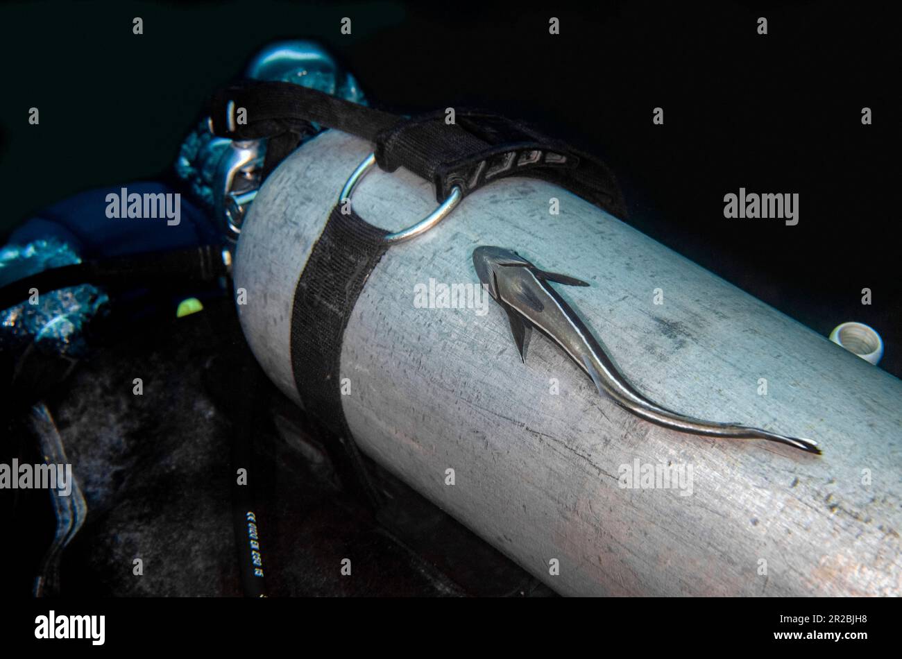 Slender Suckerfish, Echeneis naucrates, sur le char du plongeur, site de plongée de Ghost Bay, Amed, Karangasem Regency, Bali, Indonésie Banque D'Images