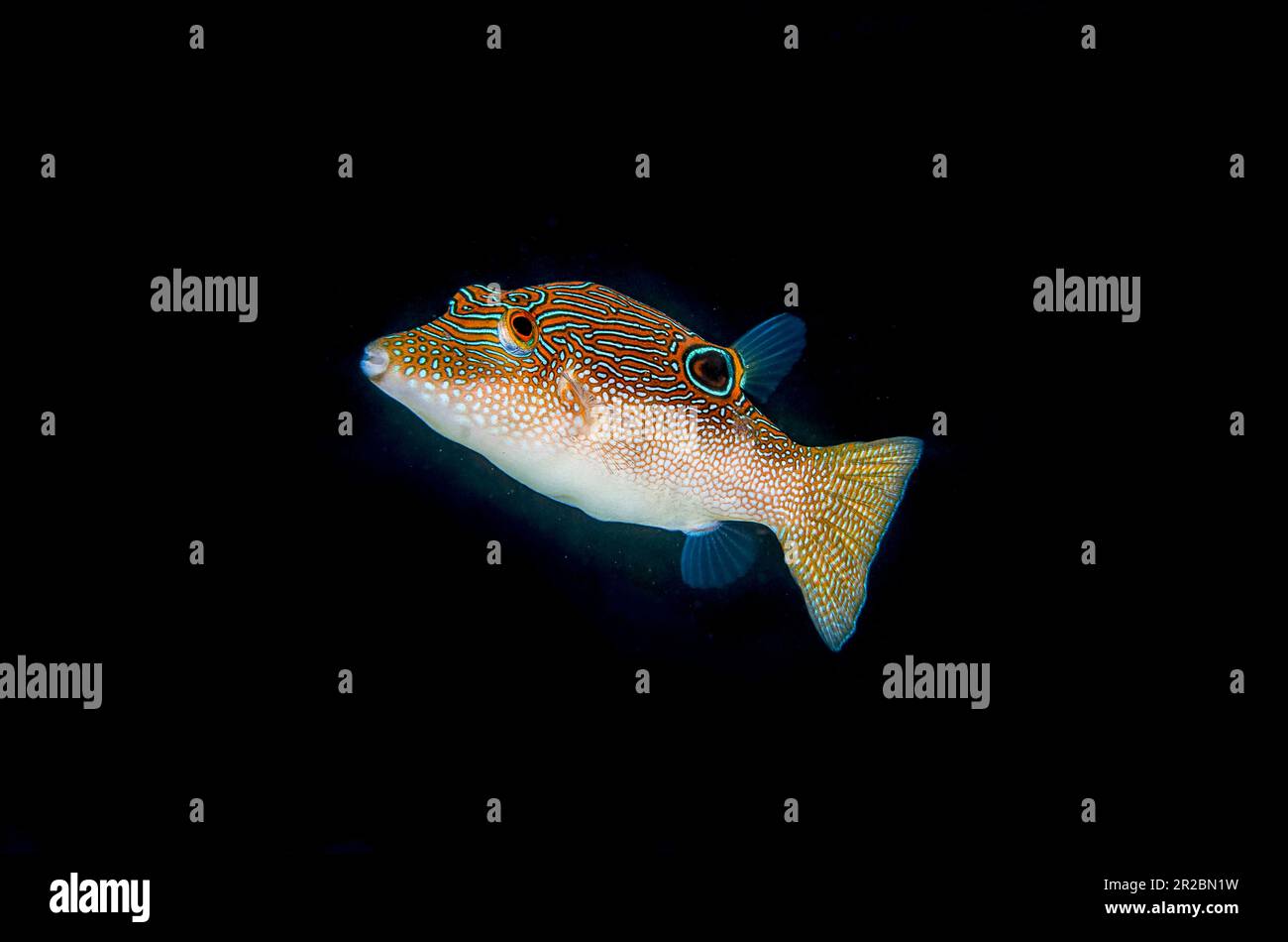 Toby comprimé, Canthigaster compressa, site de plongée de Melasti, Tulamben, Karangasem Regency, Bali, Indonésie Banque D'Images