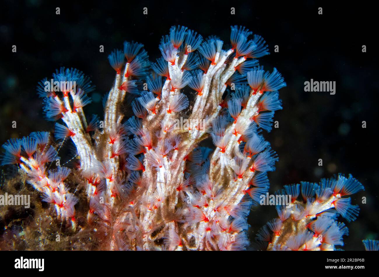 Nourrissant des vers de tube délicats, Filogranella elatensis, site de plongée de Sidem, Tulamben, Karangasem Regency, Bali, Indonésie Banque D'Images