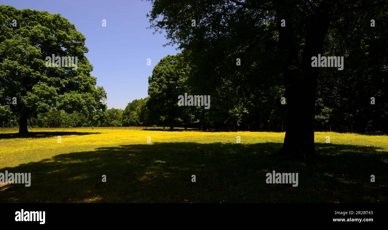 Champ rural de fleurs jaunes Banque D'Images