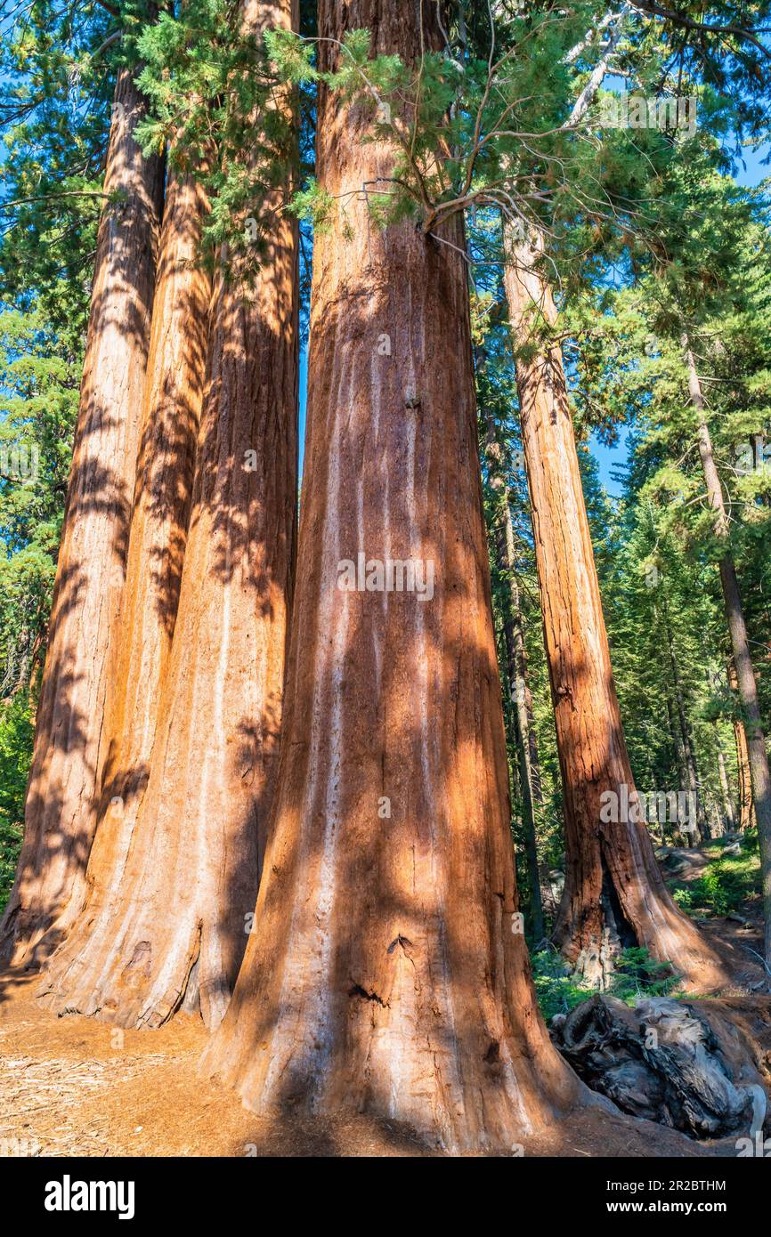 Séquoias géants de General Grant Grove dans le parc national de Kings Canyon, Californie, États-Unis Banque D'Images