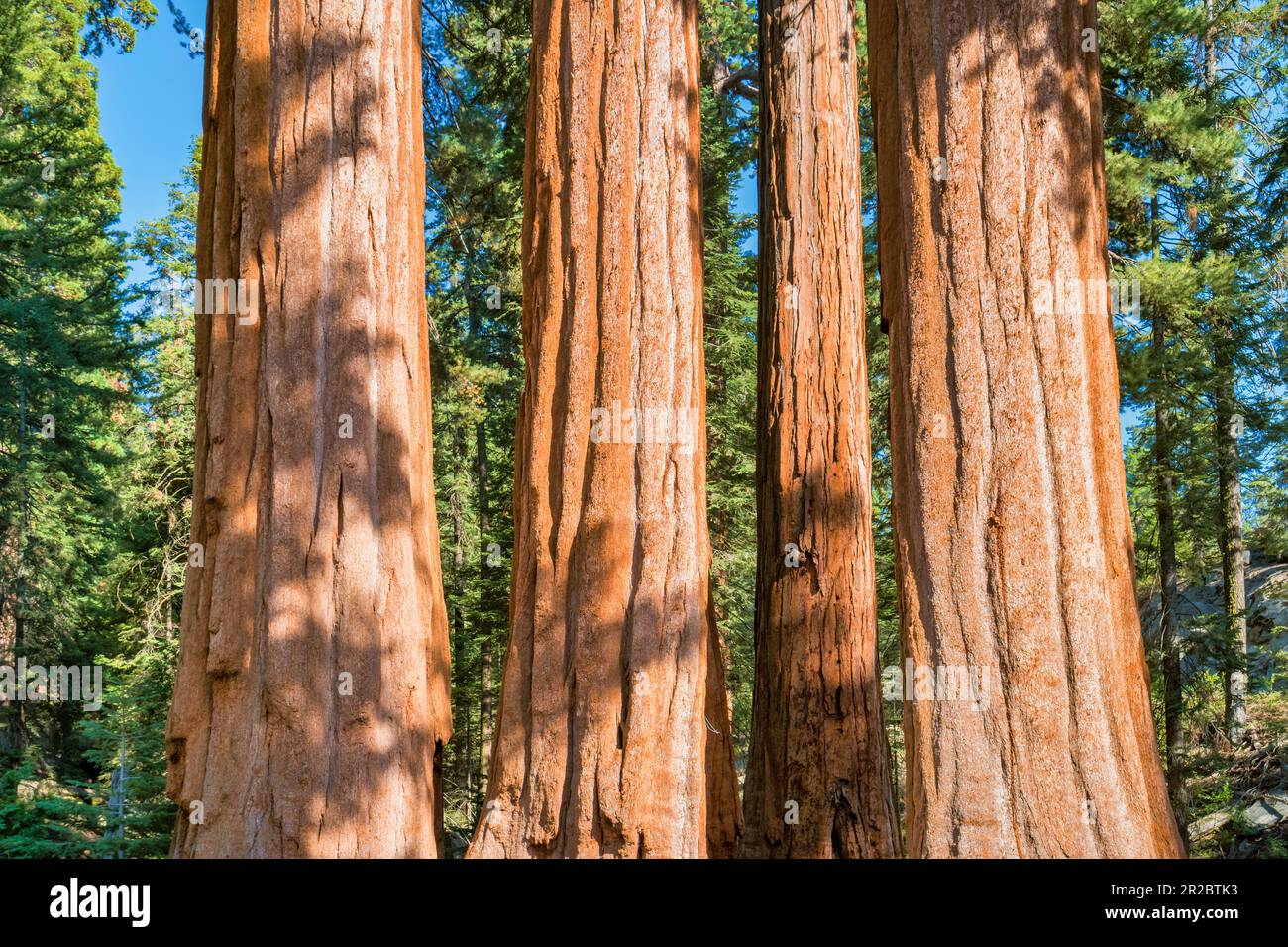 Séquoias géants de General Grant Grove dans le parc national de Kings Canyon, Californie, États-Unis Banque D'Images