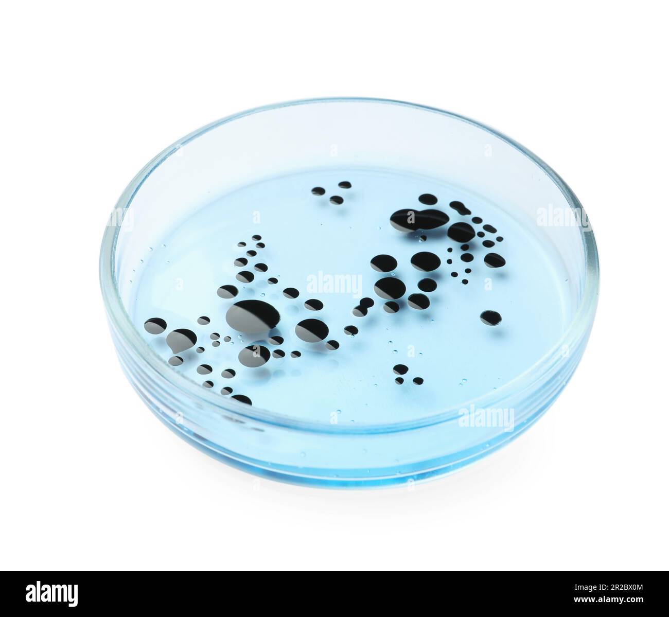 Boîte de Pétri avec bactéries sur fond blanc Banque D'Images