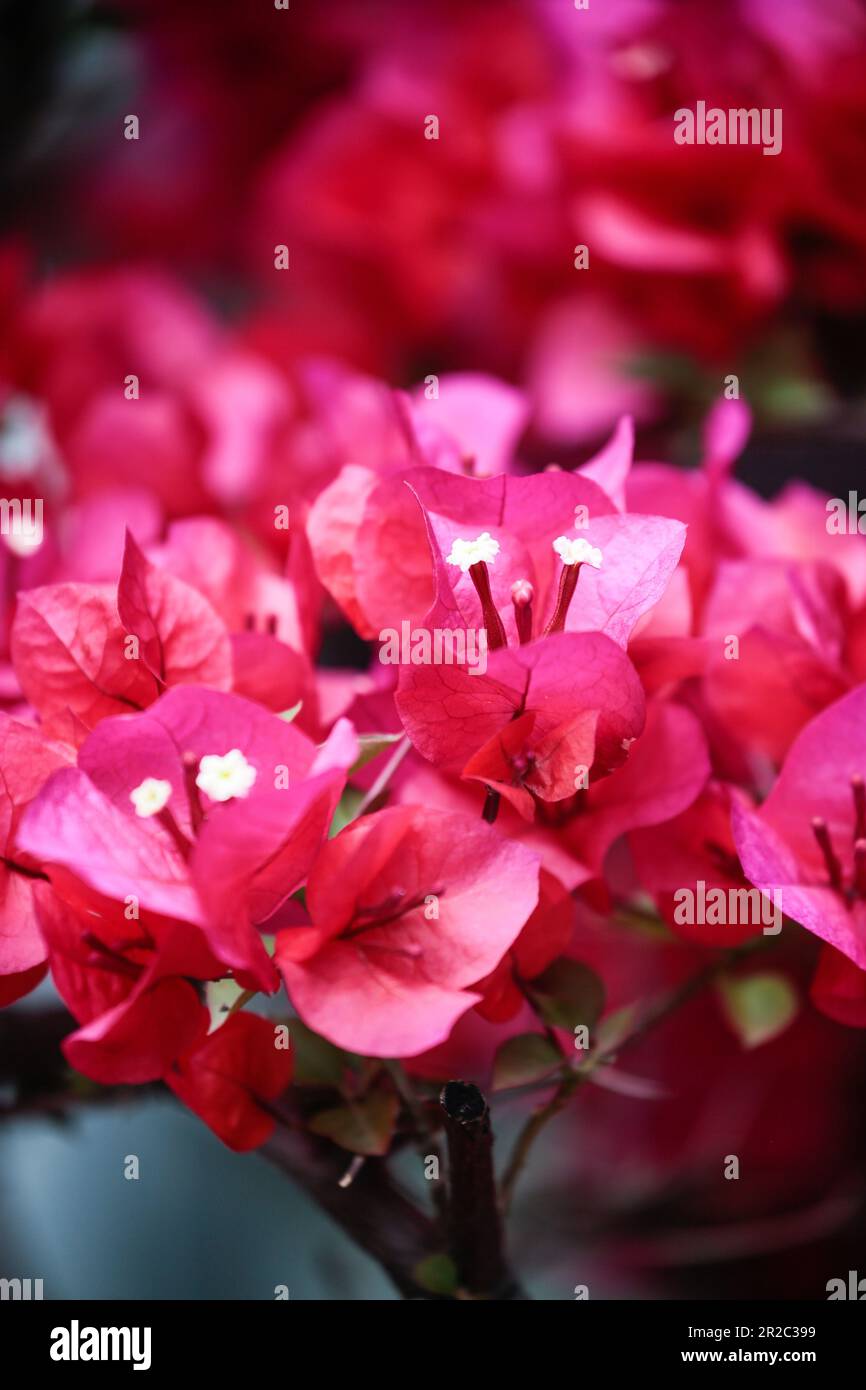 Bougainvilliers pris dans couples Retreat Garden Suzhou Banque D'Images