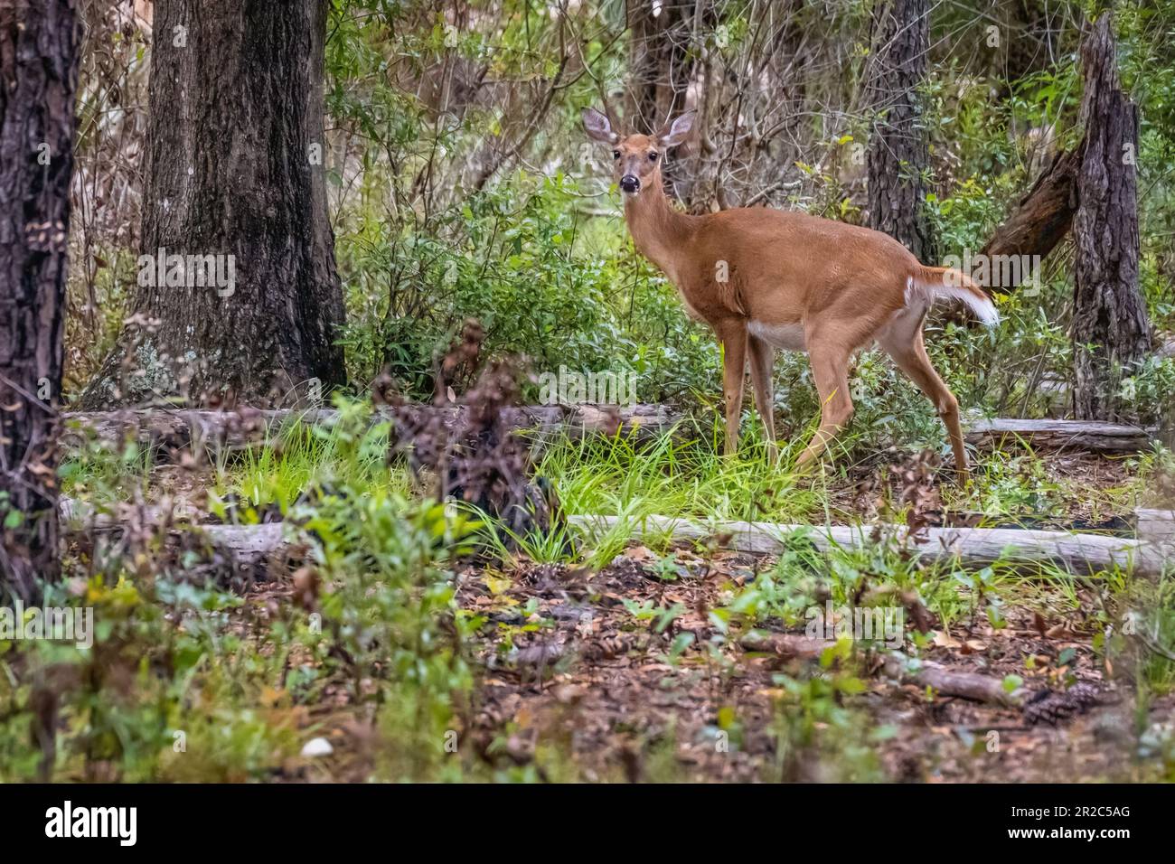 Doe de cerf de Virginie au parc national Paynes Prairie Preserve à Micanopy, en Floride, près de Gainesville. (ÉTATS-UNIS) Banque D'Images